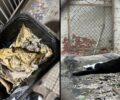 Έκκληση για να μιλήσουν όσοι γνωρίζουν μετά τη μαζική δολοφονία 16 γατιών στην Άνω Τούμπα απευθύνει αντιδήμαρχος Θεσσαλονίκης