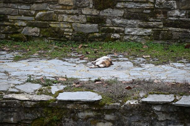 Δοτσικό Γρεβενών: Στο χωριό με μόλις 6 κατοίκους βρέθηκαν πολλές γάτες δολοφονημένες από φόλες