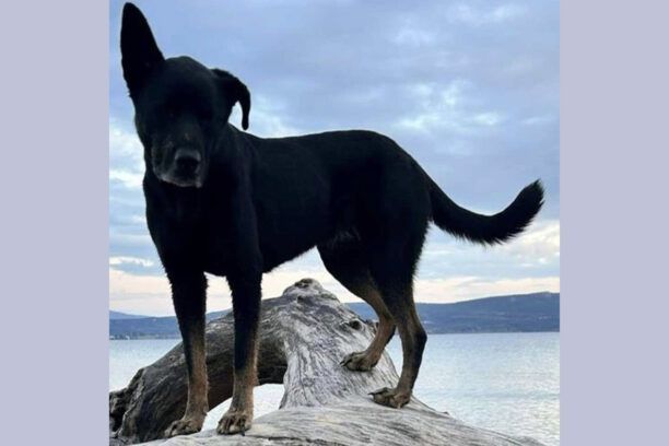 Χάθηκε σκύλος Γερμανών τουριστών στην Πύλο Μεσσηνίας