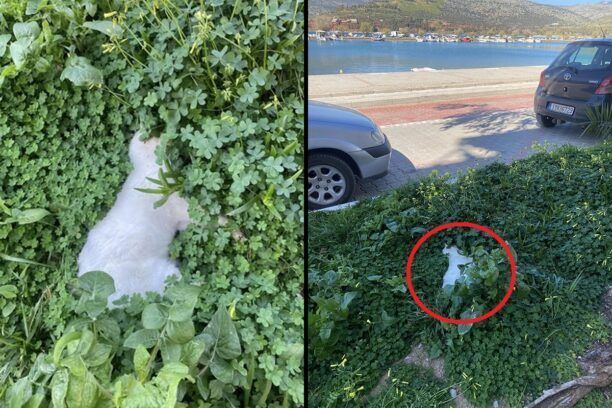 Ιτέα Φωκίδας: Δύο γάτες νεκρές πιθανότατα δηλητηριασμένες με φόλες στην παραλία Αναγνέικα
