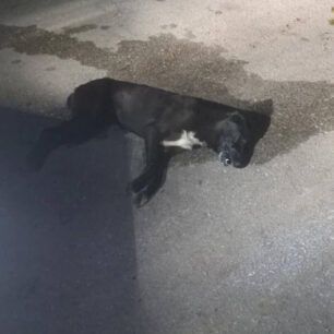 Λιανοκλάδι Φθιώτιδας: Με φόλες δολοφόνησε σκυλιά 1 LianokladiFthiotidasDilitiriasmenosSkylos27 3 2025 2