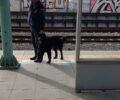 Εγκατέλειψε σκύλο στον σταθμό του Προαστιακού «Κάτω Αχαρναί» στις Αχαρνές Αττικής