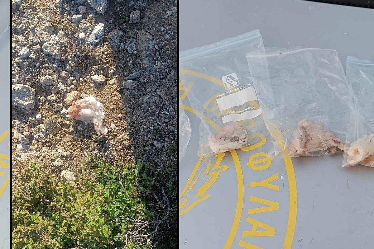 Ρόδος: Eκπαιδευμένος σκύλος εντόπισε φόλες με κρέας και τοξική ουσία πιθανότατα στρυχνίνη