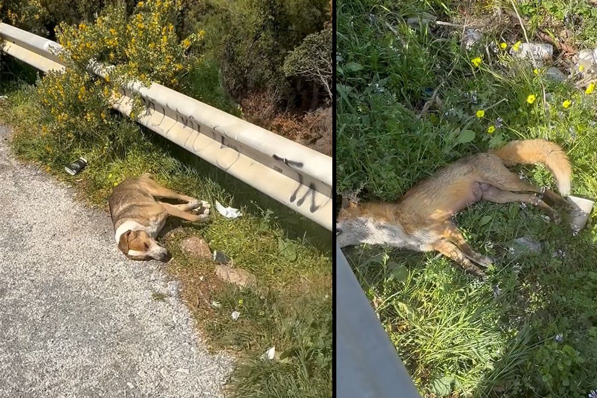 Σούνιο Αττικής: Σκύλος και αλεπού στον Ναό του Ποσειδώνα δηλητηριασμένοι με φόλες (βίντεο)