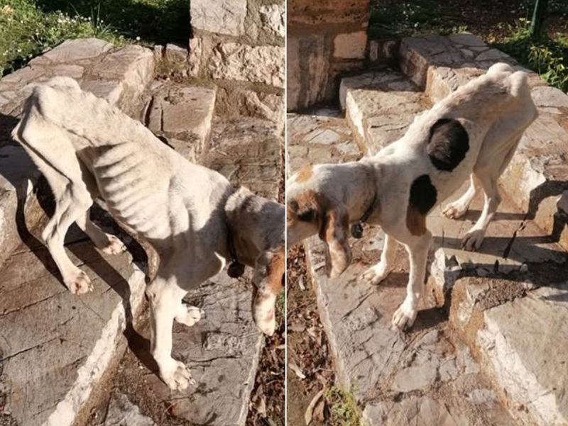 Αίγιο Αχαΐας: Έκκληση για σκελετωμένο σκύλο που βρέθηκε στο Μοναστήρι Παμμεγίστων Ταξιαρχών