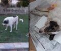 Λάρισα: 20-10-2025 η δίκη του άνδρα που πυροβόλησε στο κεφάλι με κυνηγετικό όπλο σκύλο στον Αμπελώνα (βίντεο)