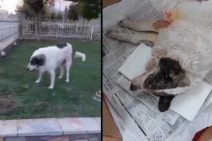 Λάρισα: 20-10-2025 η δίκη του άνδρα που πυροβόλησε στο κεφάλι με κυνηγετικό όπλο σκύλο στον Αμπελώνα (βίντεο)