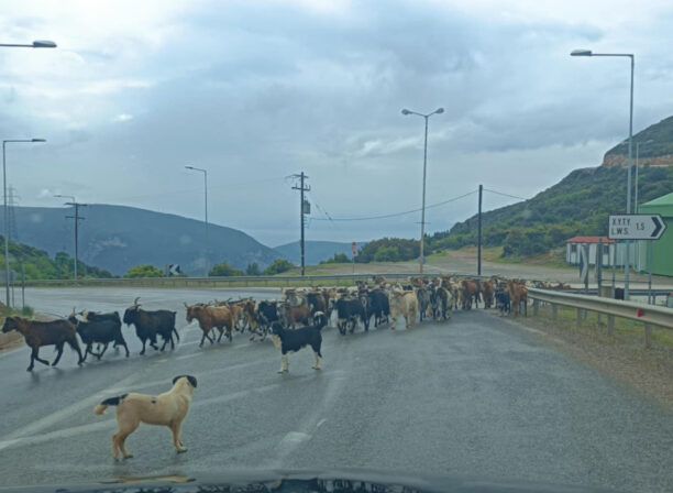 Μπράλος Φθιώτιδας: Κοπάδι με κατσίκες στη μέση του δρόμου πάνω στην στροφή – Άφαντος ο βοσκός