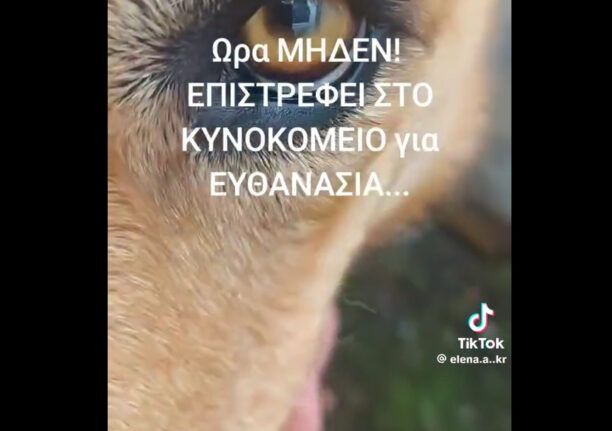 Διαψεύδει ο Δήμος Κοζάνης επικείμενη ευθανασία αδέσποτου σκύλου που δημοσιεύτηκε σε βίντεο στο tik tok