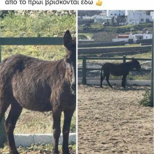 MykonosMarathiGaidouriPastouromeno19 4 2025 2