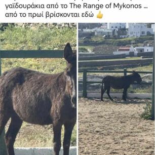 MykonosMarathiGaidouriPastouromeno19 4 2025 3