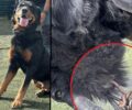 Χρειάζεται σπιτικό σκύλος Ροτβάιλερ που κακοποιήθηκε και με ορειβατικό κλιπ καρφωμένο στον λαιμό του (βίντεο)