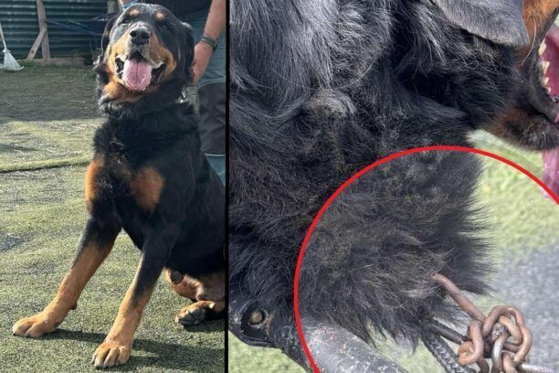 Χρειάζεται σπιτικό σκύλος Ροτβάιλερ που κακοποιήθηκε και με ορειβατικό κλιπ καρφωμένο στον λαιμό του (βίντεο)