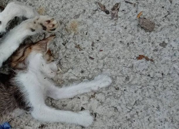 Σάμος: Με φόλες δολοφόνησε πολλές γάτες στο Κοκκάρι