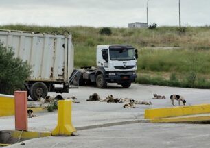 Μαγνησία: Σκυλιά «επανενταγμένα» εξαθλιωμένα και στον Χ.Υ.Τ.Α. με ευθύνη του Δήμου Βόλου