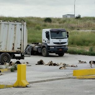Μαγνησία: Σκυλιά «επανενταγμένα» εξαθλιωμένα και στον Χ.Υ.Τ.Α. με ευθύνη του Δήμου Βόλου 25 AdespotaSkyliaDimouVolouXYTA5 2025 0
