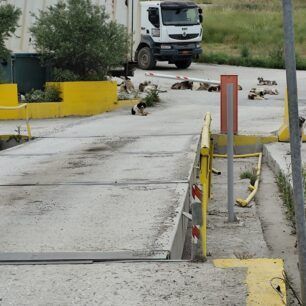 Μαγνησία: Σκυλιά «επανενταγμένα» εξαθλιωμένα και στον Χ.Υ.Τ.Α. με ευθύνη του Δήμου Βόλου 10 AdespotaSkyliaDimouVolouXYTA5 2025 15