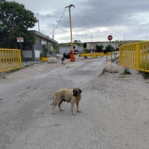 Μαγνησία: Σκυλιά «επανενταγμένα» εξαθλιωμένα και στον Χ.Υ.Τ.Α. με ευθύνη του Δήμου Βόλου 9 AdespotaSkyliaDimouVolouXYTA5 2025 16
