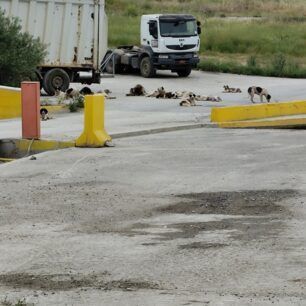 Μαγνησία: Σκυλιά «επανενταγμένα» εξαθλιωμένα και στον Χ.Υ.Τ.Α. με ευθύνη του Δήμου Βόλου 8 AdespotaSkyliaDimouVolouXYTA5 2025 17
