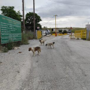 Μαγνησία: Σκυλιά «επανενταγμένα» εξαθλιωμένα και στον Χ.Υ.Τ.Α. με ευθύνη του Δήμου Βόλου 5 AdespotaSkyliaDimouVolouXYTA5 2025 20