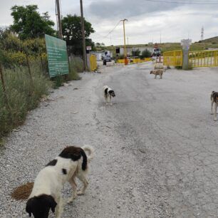 Μαγνησία: Σκυλιά «επανενταγμένα» εξαθλιωμένα και στον Χ.Υ.Τ.Α. με ευθύνη του Δήμου Βόλου 4 AdespotaSkyliaDimouVolouXYTA5 2025 21