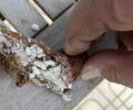 Άγιος Αθανάσιος Θεσσαλονίκης: Σκόρπισε φόλες δηλητηριασμένα λουκάνικα για να σκοτώσει ζώα