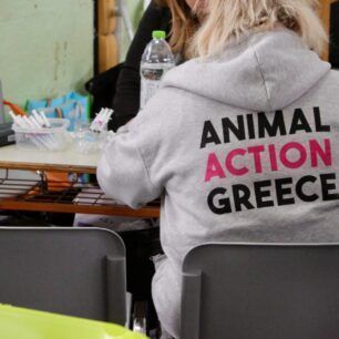 AnimalActionGreeceDomesMaios2025 2