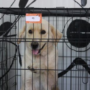 AnimalActionGreeceDomesMaios2025 3