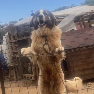 AnoGlyfadaAttikisMantriSkylia5 2025 1