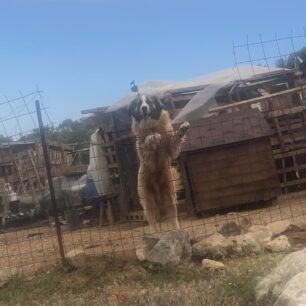 AnoGlyfadaAttikisMantriSkylia5 2025 2