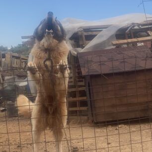 AnoGlyfadaAttikisMantriSkylia5 2025 4