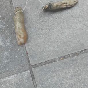 AthinaKolonosKommenaPodiaSkylouKalodio15 5 2025 2
