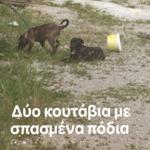 DimotikoKynokomeioKarditsasArtesianoSkylia29 4 2025 6