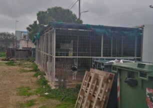 Κορωπί Αττικής: Που βρίσκονται τα σκυλιά απ’ το παράνομο Δημοτικό Κυνοκομείο το οποίο εκκενώθηκε; (Βίντεο)