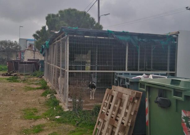 Κορωπί Αττικής: Που βρίσκονται τα σκυλιά απ’ το παράνομο Δημοτικό Κυνοκομείο το οποίο εκκενώθηκε; (Βίντεο)
