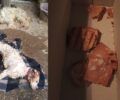Έδεσσα Πέλλας: Με φόλες δολοφόνησε σκυλιά και γάτες (βίντεο)