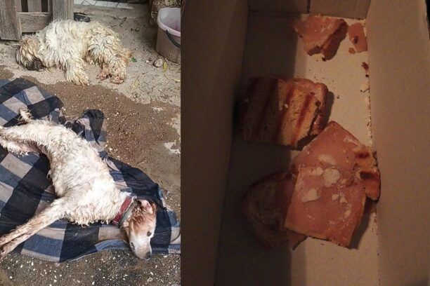 Έδεσσα Πέλλας: Με φόλες δολοφόνησε σκυλιά και γάτες (βίντεο)