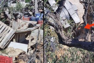 Ιεράπετρα Λασιθίου: Ακόμα μια σύλληψη για κακοποίηση σκυλιών που ζούσαν σε άθλιες συνθήκες