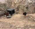 Καπίστρι Λασιθίου: Δύο συλλήψεις ανδρών για την κακοποίηση των σκυλιών τους