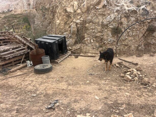 Καπίστρι Λασιθίου: Δύο συλλήψεις ανδρών για την κακοποίηση των σκυλιών τους