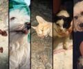 Ο δήμαρχος Κύθνου μιλάει για μεμονωμένο περιστατικό αν και με φόλες δολοφονήθηκαν πολλά σκυλιά και γάτες – Χωρίς φροντίδα τα αδέσποτα λένε κάτοικοι (βίντεο)