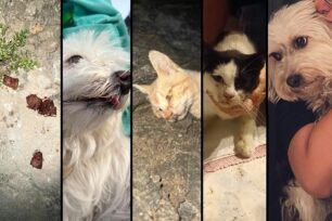Ο δήμαρχος Κύθνου μιλάει για μεμονωμένο περιστατικό αν και με φόλες δολοφονήθηκαν πολλά σκυλιά και γάτες – Χωρίς φροντίδα τα αδέσποτα λένε κάτοικοι (βίντεο)
