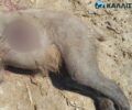 Λιθιά Καστοριάς: Ακόμα μια αρκούδα νεκρή πυροβολημένη με κυνηγετικό όπλο (βίντεο)