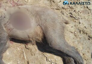 Λιθιά Καστοριάς: Ακόμα μια αρκούδα νεκρή πυροβολημένη με κυνηγετικό όπλο (βίντεο)