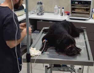 Νησί Ημαθίας: Βασάνισε αλύπητα σκύλο δένοντας τη μουσούδα του με μονωτική ταινία (βίντεο)
