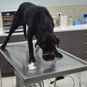 NisiImathiasSkylosMonotikiTainiaMousouda16 5 2025 6