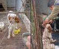 Πέρδικα Θεσπρωτίας: Συνελήφθη άνδρας για κακοποίηση του σκύλου του που ήταν γεμάτος τσιμπούρια σε άθλιο κλουβί  (βίντεο)