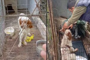 Πέρδικα Θεσπρωτίας: Συνελήφθη άνδρας για κακοποίηση του σκύλου του που ήταν γεμάτος τσιμπούρια σε άθλιο κλουβί  (βίντεο)