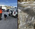 Πετροκεφάλι Ηρακλείου: Με φόλες δολοφόνησε πολλά ζώα (σκυλιά, γάτες, σκαντζόχοιρους)