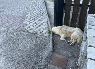 Πολύδροσος Φωκίδας: Με φόλες δολοφονούν ζώα